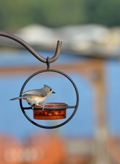 Baeolophus bicolor image