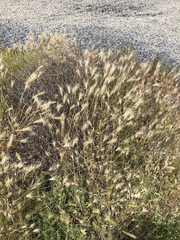 Hordeum jubatum