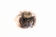 Salticinae