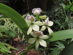 Prosthechea radiata