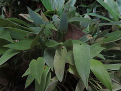Pleurothallis pansamalae