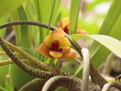 Maxillaria variabilis