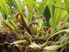 Maxillaria variabilis