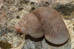 Tudorella multisulcata