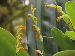 Stelis emarginata