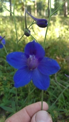 Delphinium alabamicum