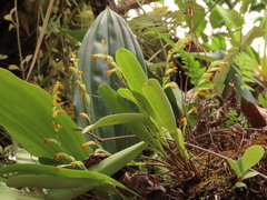 Stelis emarginata