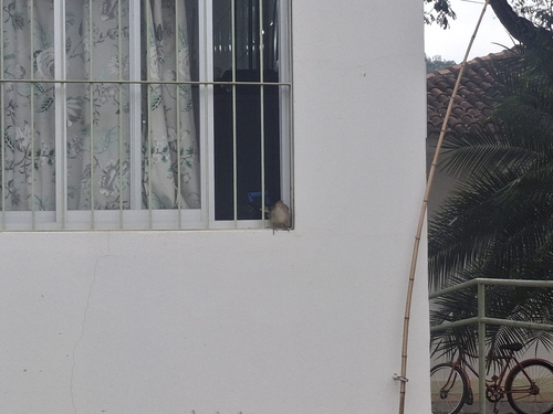 Guira Cuckoo