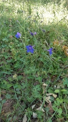 Delphinium alabamicum