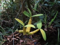 Myrmecophila tibicinis