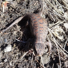Sceloporus bicanthalis