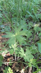 Delphinium alabamicum