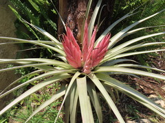 Tillandsia carlsoniae