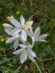 Anthericum baeticum image