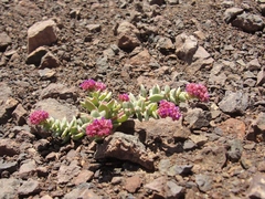Cistanthe celosioides