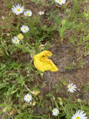Oenothera grandis