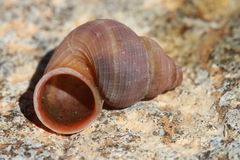 Tudorella multisulcata