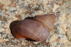 Tudorella multisulcata