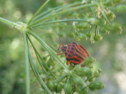 Semipunctated Shield Bug