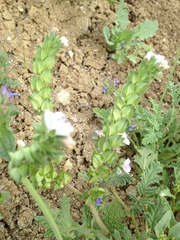 Phacelia ciliata ciliata