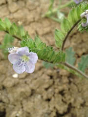 Phacelia ciliata ciliata