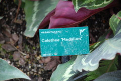 Goeppertia roseopicta