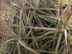Abronia lythrochila
