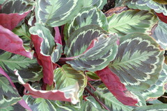 Goeppertia roseopicta