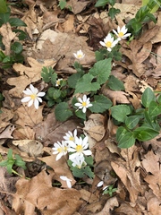 Sanguinaria canadensis