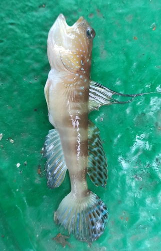 Myersina observed 2026-06-12
