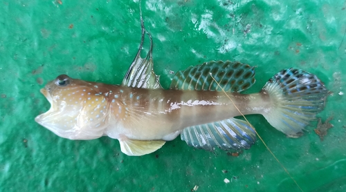 Filament shrimpgoby (Myersina filifer) — Gobiidae — 3