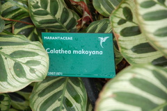 Goeppertia makoyana