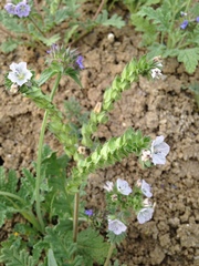 Phacelia ciliata ciliata