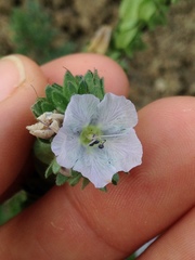 Phacelia ciliata ciliata