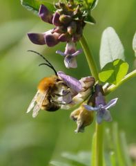 Eucera nigrescens