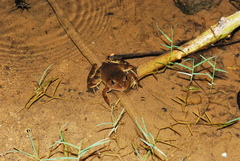 Lithobates psilonota