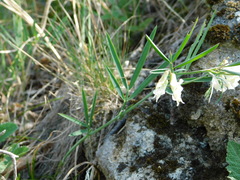 Lathyrus pannonicus collinus