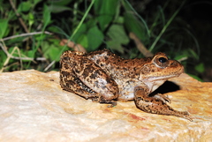 Lithobates psilonota