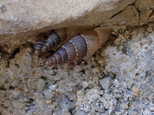 Leucostigma candidescens observed 2026-06-13