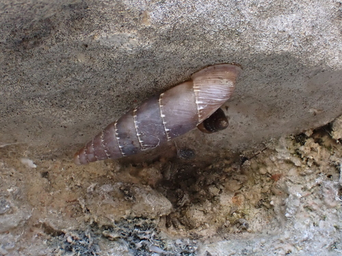 Leucostigma candidescens observed 2026-06-13