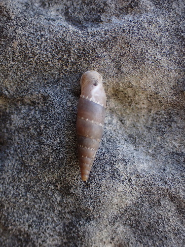 Leucostigma candidescens observed 2026-06-13
