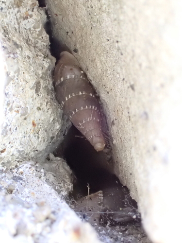 Leucostigma candidescens observed 2026-06-13