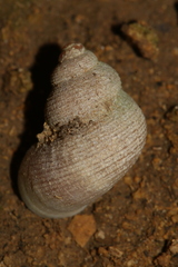 Tudorella multisulcata