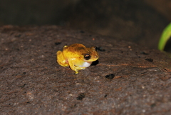 Exerodonta smaragdina