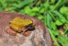 Exerodonta smaragdina