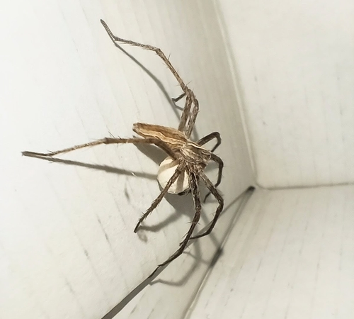 European Nursery Web spider