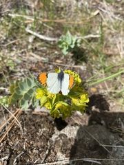 Anthocharis sara