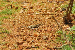 Aspidoscelis costatus occidentalis