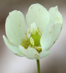 Hesperomecon linearis