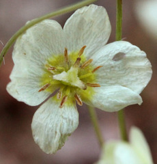 Hesperomecon linearis